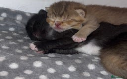 British Shorthair cats for sale: 5 beautiful British shorthair kittens - Image 9