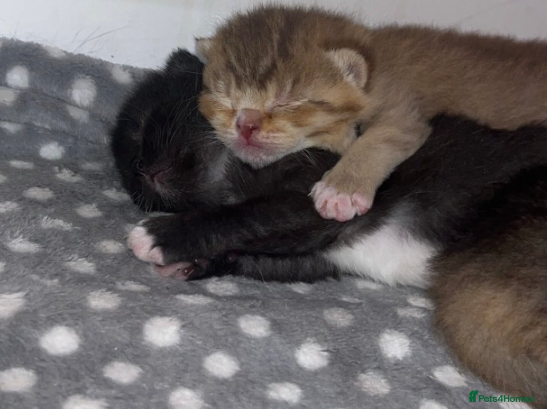 British Shorthair cats for sale: 5 beautiful British shorthair kittens - Image 9