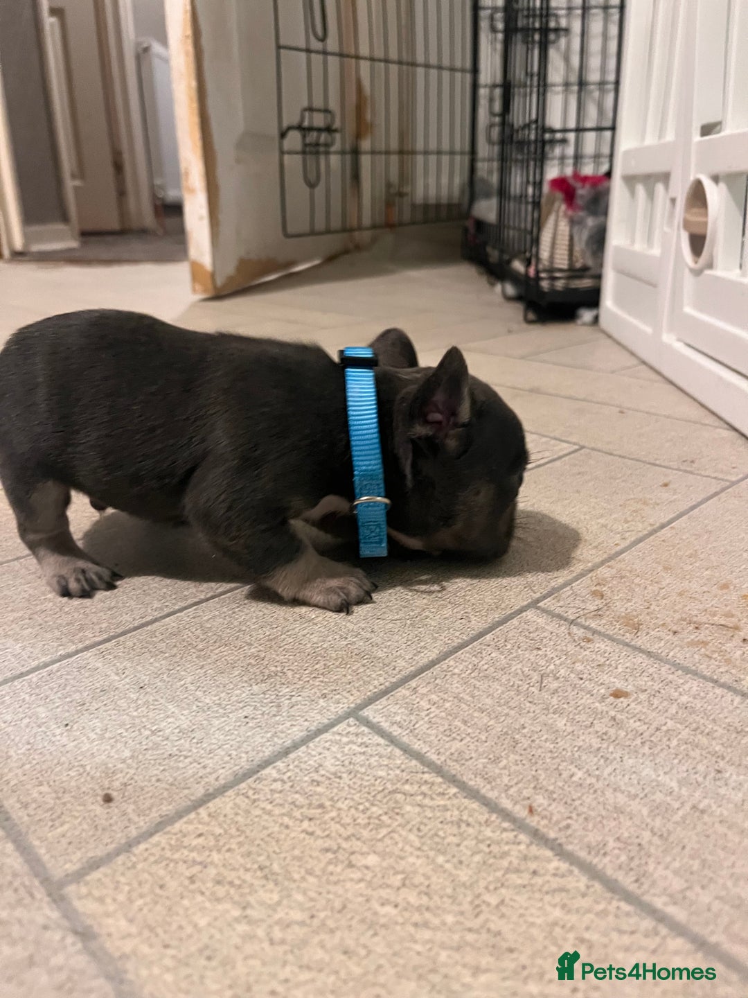 French Bulldog dogs for sale: Cutest frenchies pups  - Advert 25