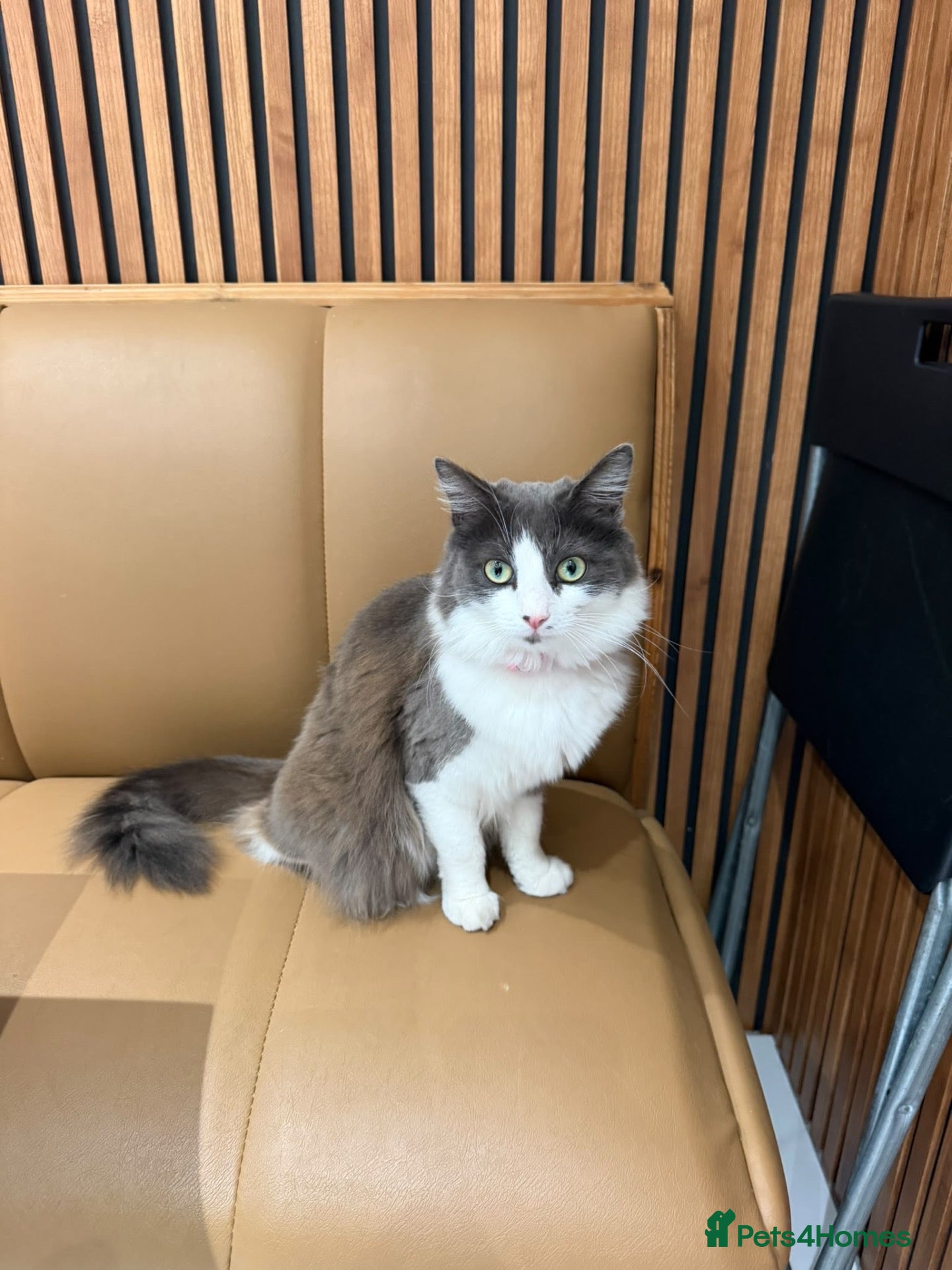 Mixed Breed cats Beautiful Grey and white female Cat - Advert 1