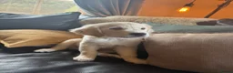 Golden Retriever dogs for sale: READY NOW Royal Kennel Club Boy - Advert 1