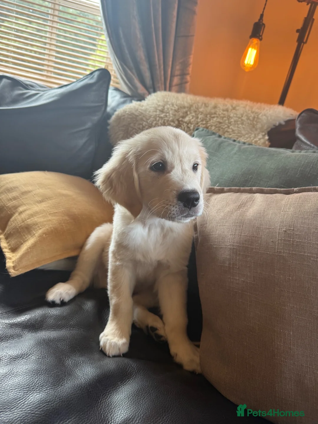 Golden Retriever dogs for sale: READY NOW Royal Kennel Club Boy - Advert 1