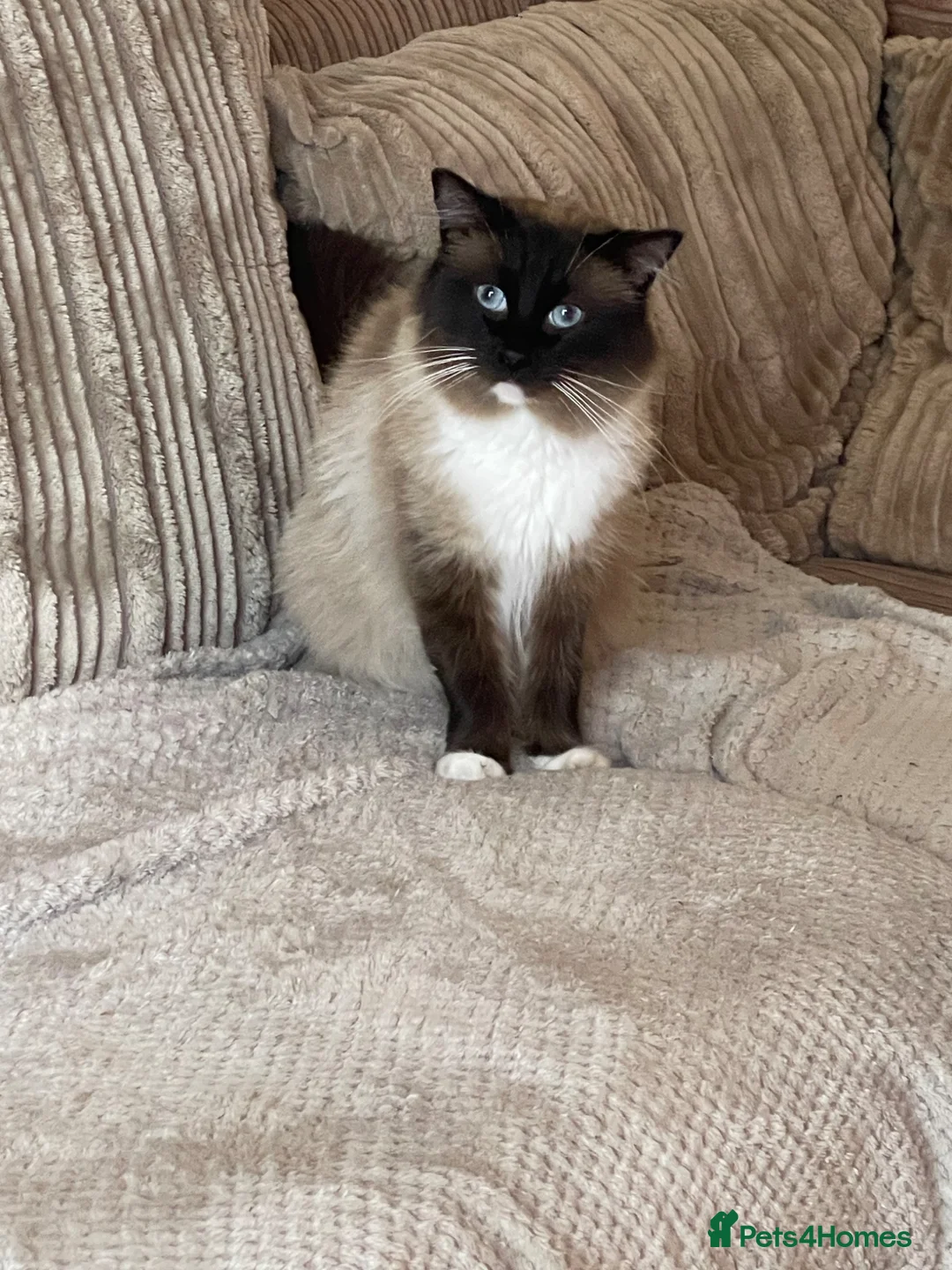 Ragdoll cats for sale: 3/4 ragdoll kitten - Advert 6