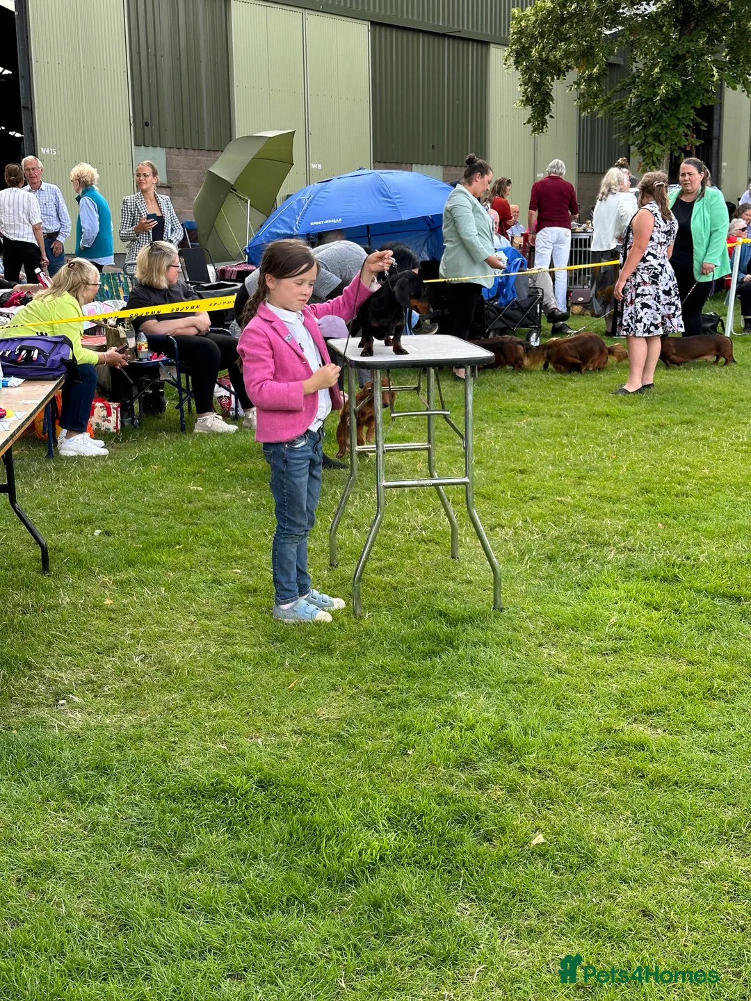 Miniature Dachshund dogs for sale: Two beautiful black & tan minis kc male & female  - Advert 5