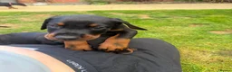 Dobermann dogs for sale: 2 girls left ❤️ Doberman Puppies - Advert 23