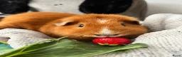 Guinea Pig rodents for sale: 2 male guinea pigs - Advert 3