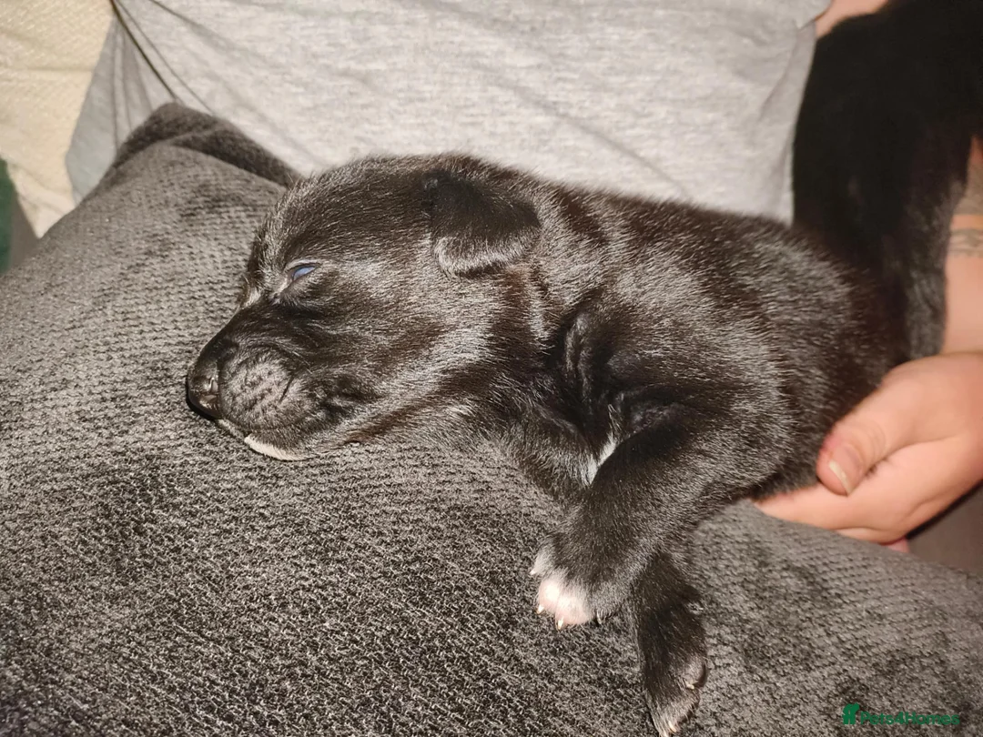 Mixed Breed dogs for sale: Gorgeous puppies looking for forever homes  - Advert 2