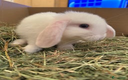 Mini Lop rabbits for sale: White. Blue eyed bunny. Ready to go.  - Image 4