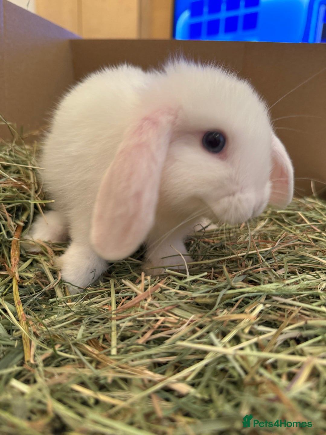 Mini Lop rabbits for sale: White. Blue eyed bunny. Ready to go.  - Image 4