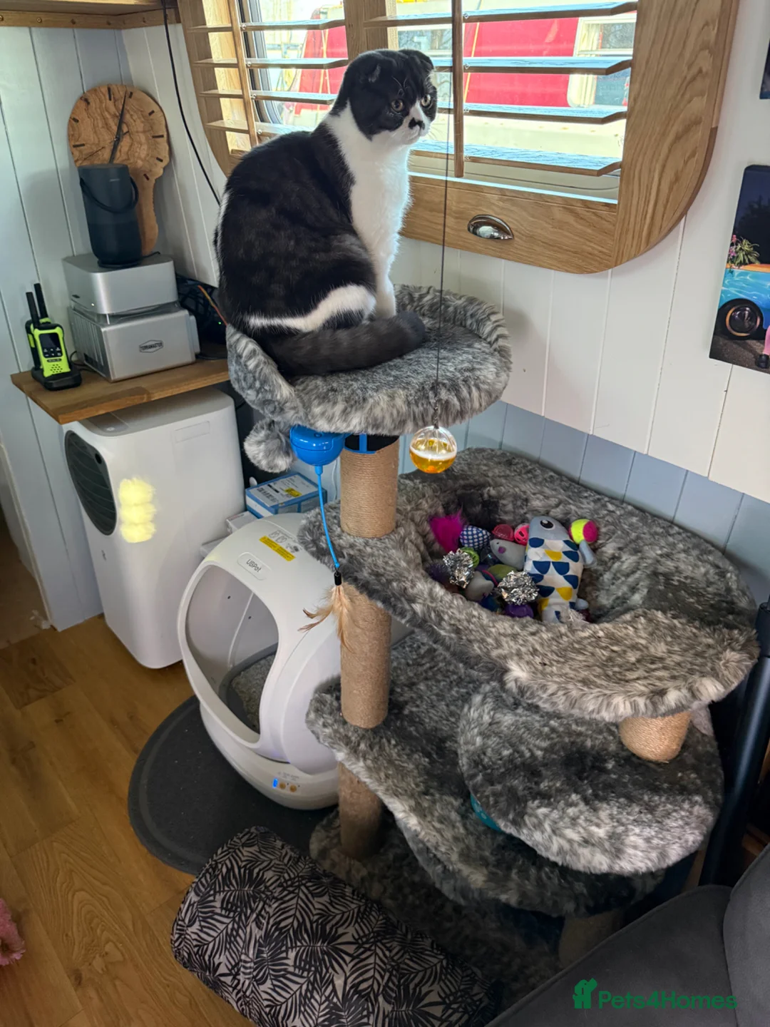 Scottish Fold cats for sale: Jinx the Scottish Fold - Advert 3