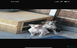 American Bull Staffy dogs for sale: American Bulldog - Image 11