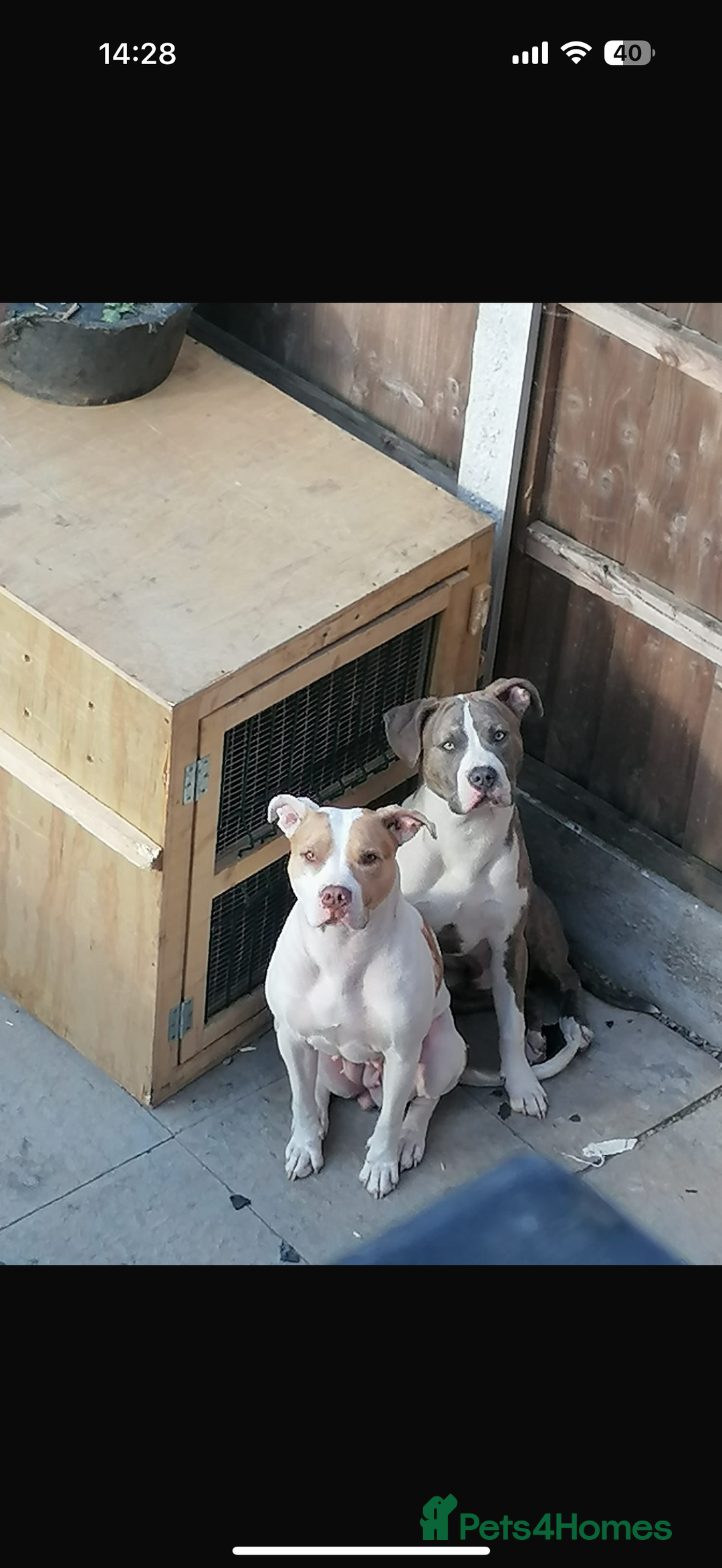 American Bull Staffy dogs for sale: American Bulldog - Image 11
