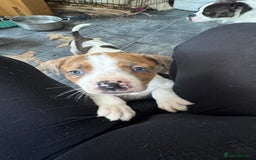 Mixed Breed dogs for sale: Staffy cross alapah blue blood  - Image 23