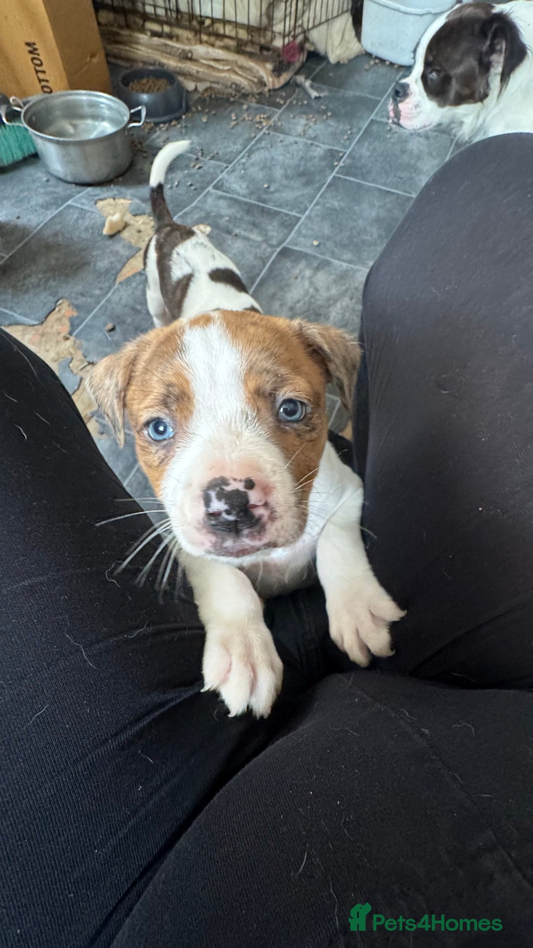 Mixed Breed dogs for sale: Staffy cross alapah blue blood  - Image 23