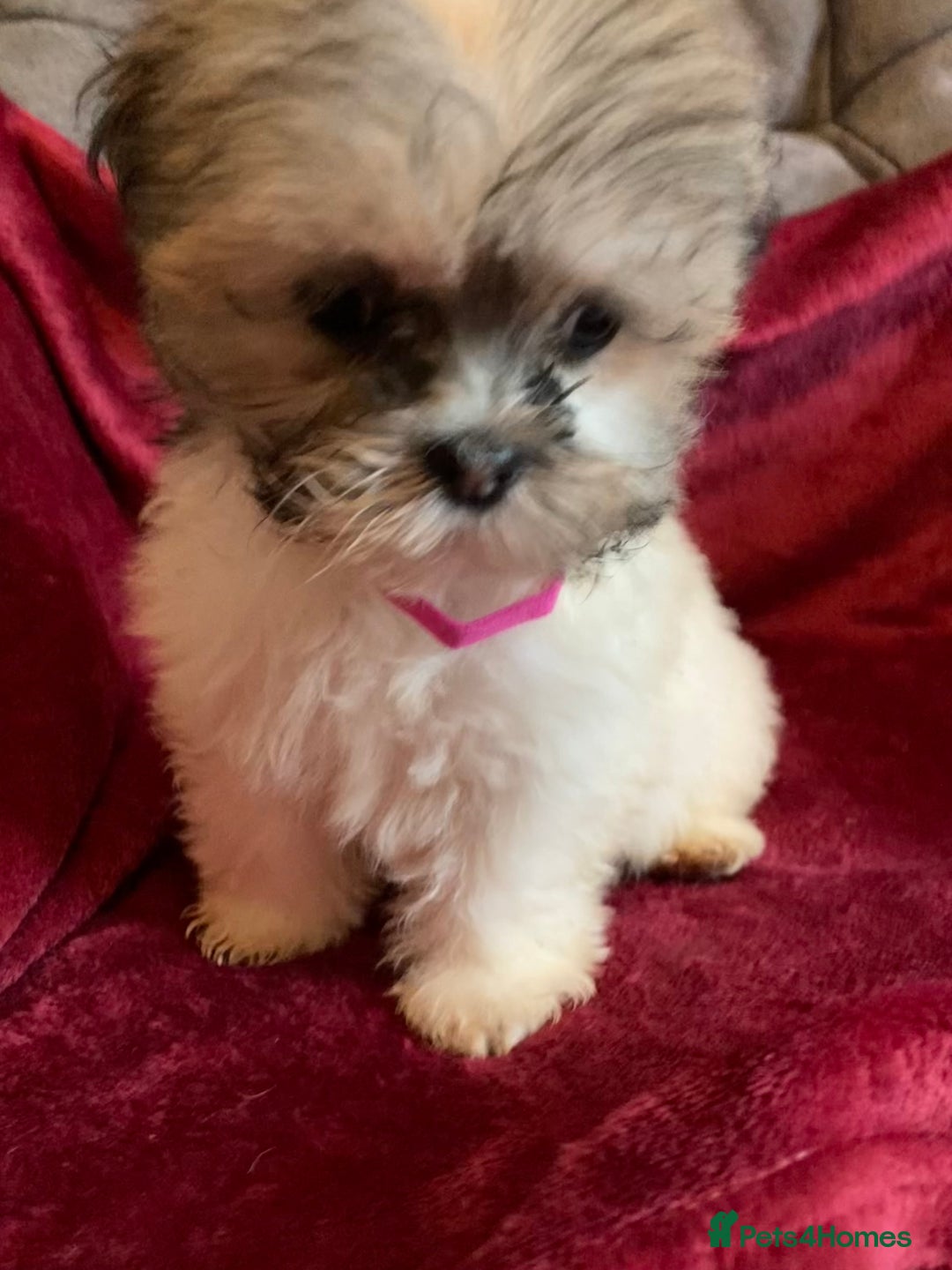 Lhasa Apso dogs for sale: Lhasa Apso Puppies 🐶  - Image 10