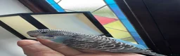Budgerigars birds for sale: Budgies for sale - Advert 3