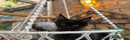 Maine Coon cats for sale: Exceptional pedigree MaineCoons - Phantom & Sprite - Advert 36