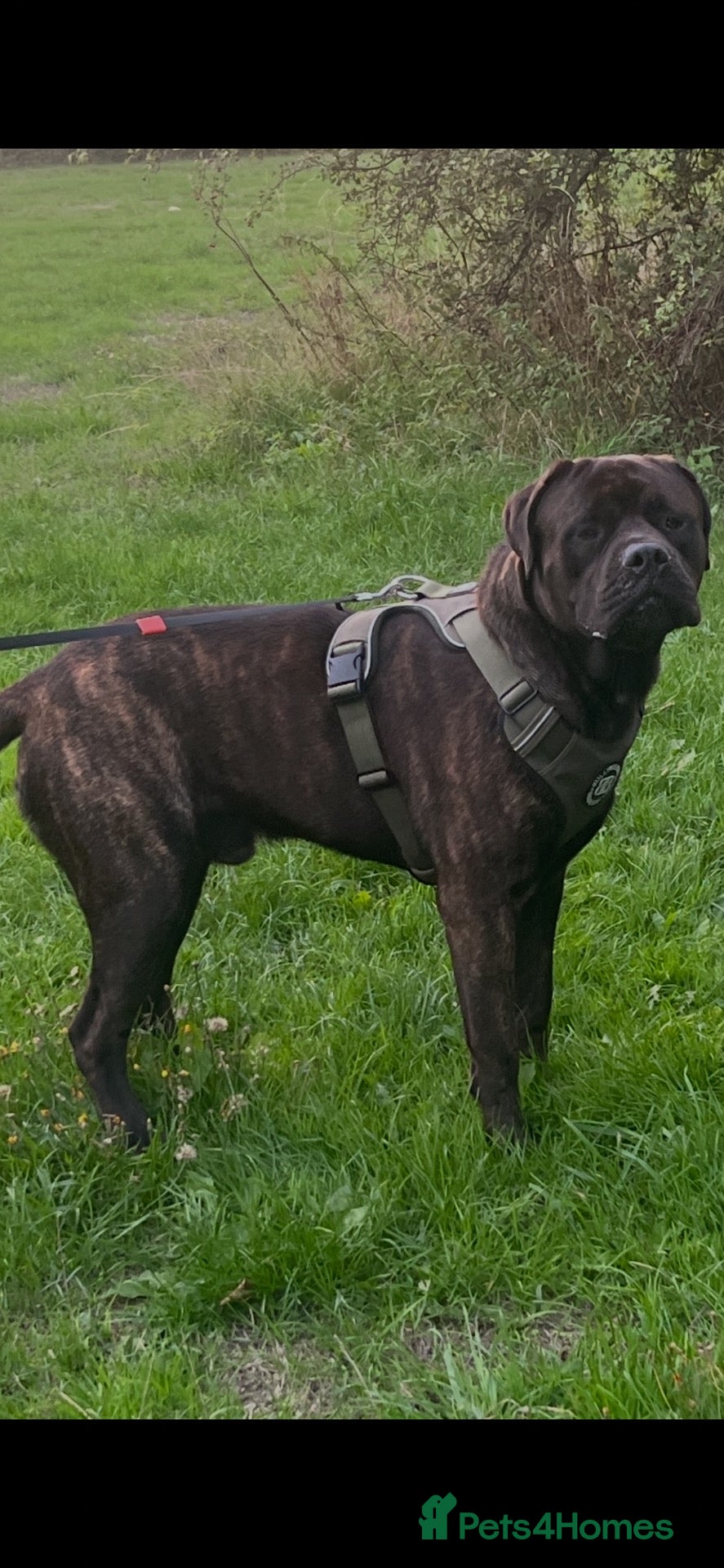 Mixed Breed dogs For stud. MastiffxCorso dog - Advert 6