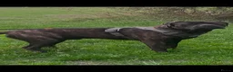 Mixed Breed dogs for stud: For stud. MastiffxCorso dog - Advert 1