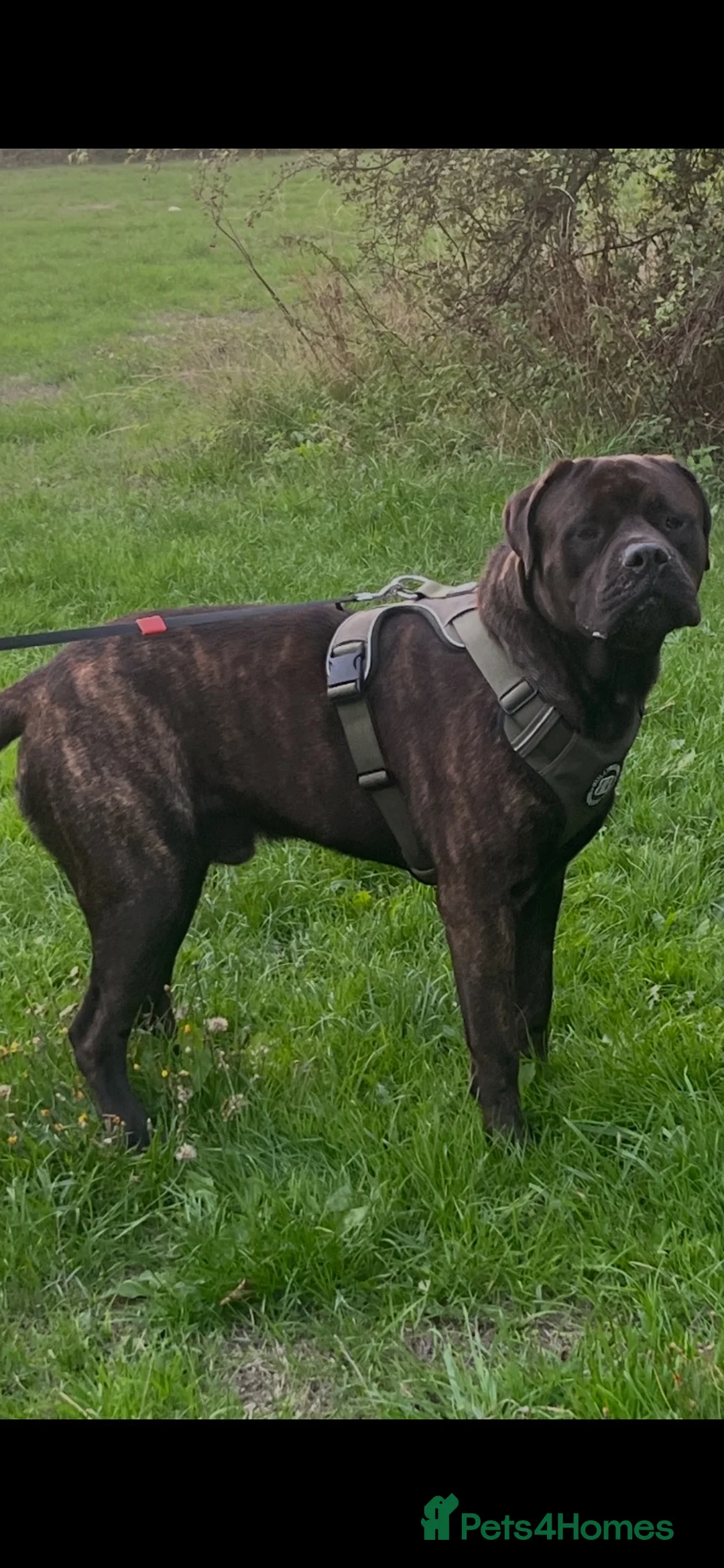 Mixed Breed dogs for stud: For stud. MastiffxCorso dog - Advert 1