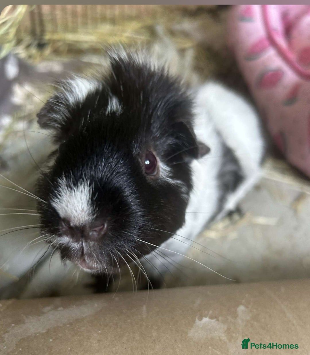 Guinea Pig rodents for sale: Bonded guinea pigs - Image 2