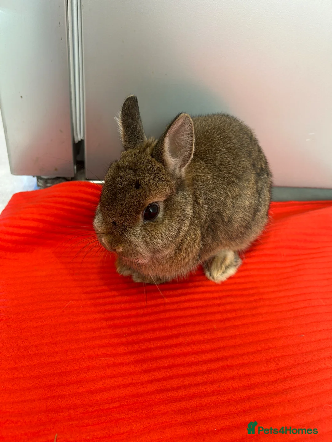 Netherland Dwarf rabbits for sale: netherland dwarf  in Rotherham - Advert 1