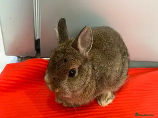 Netherland Dwarf rabbits netherland dwarf - Advert 1