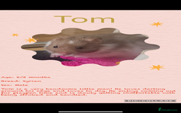 Hamster rodents for sale: Hamsters  - Image 17