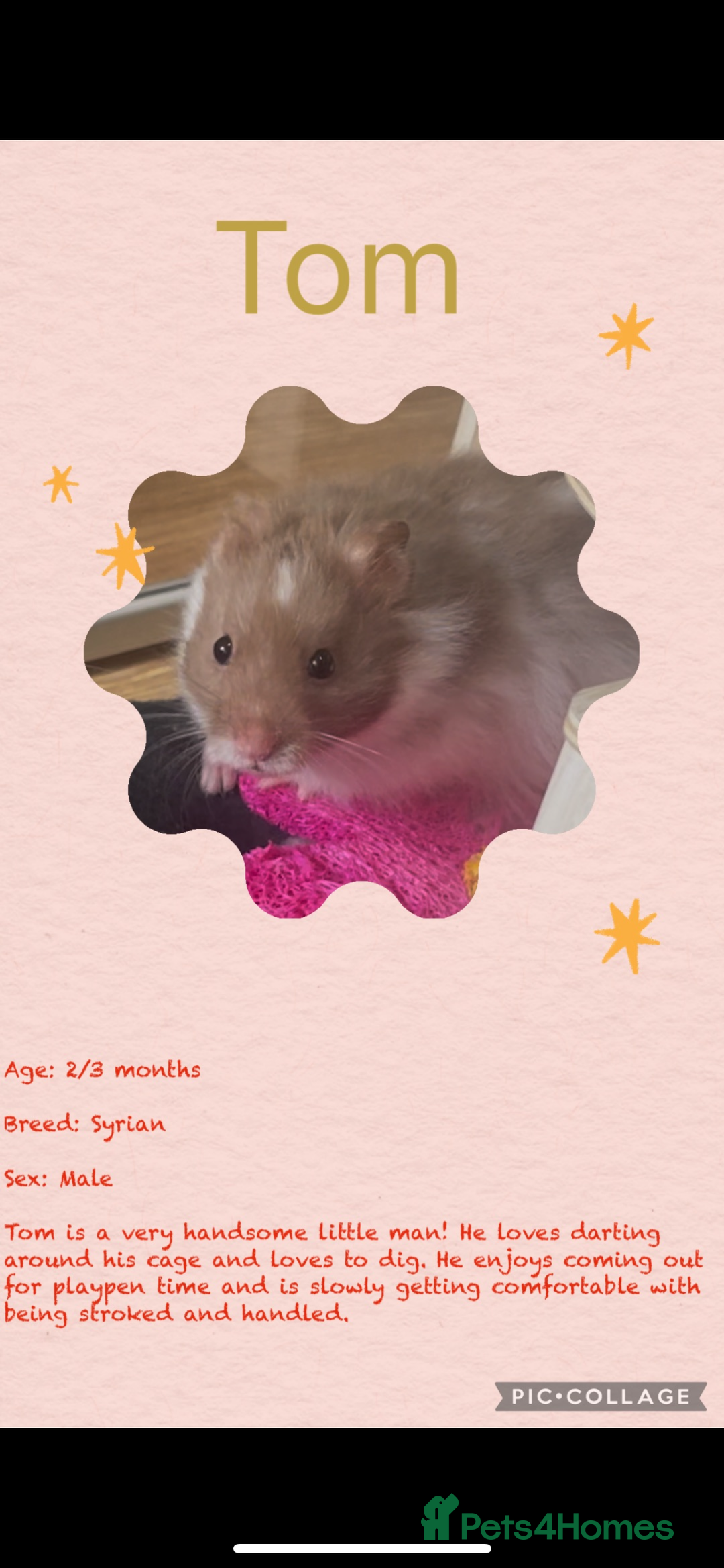 Hamster rodents for sale: Hamsters  - Image 17