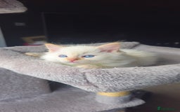 Ragdoll cats for sale: Ragdoll kittens  - Image 18