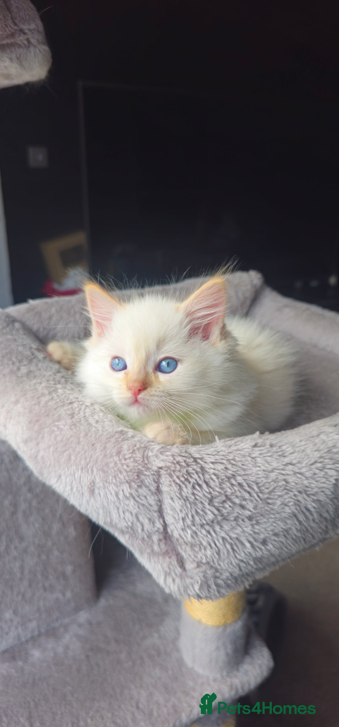Ragdoll cats for sale: Ragdoll kittens  - Image 18