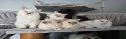 Ragdoll cats for sale: GCCF REGISTERED RAGDOLL KITTENS  - Advert 4