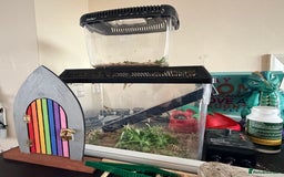 Bearded Dragon reptiles for sale: Bearded dragon - Advert 4