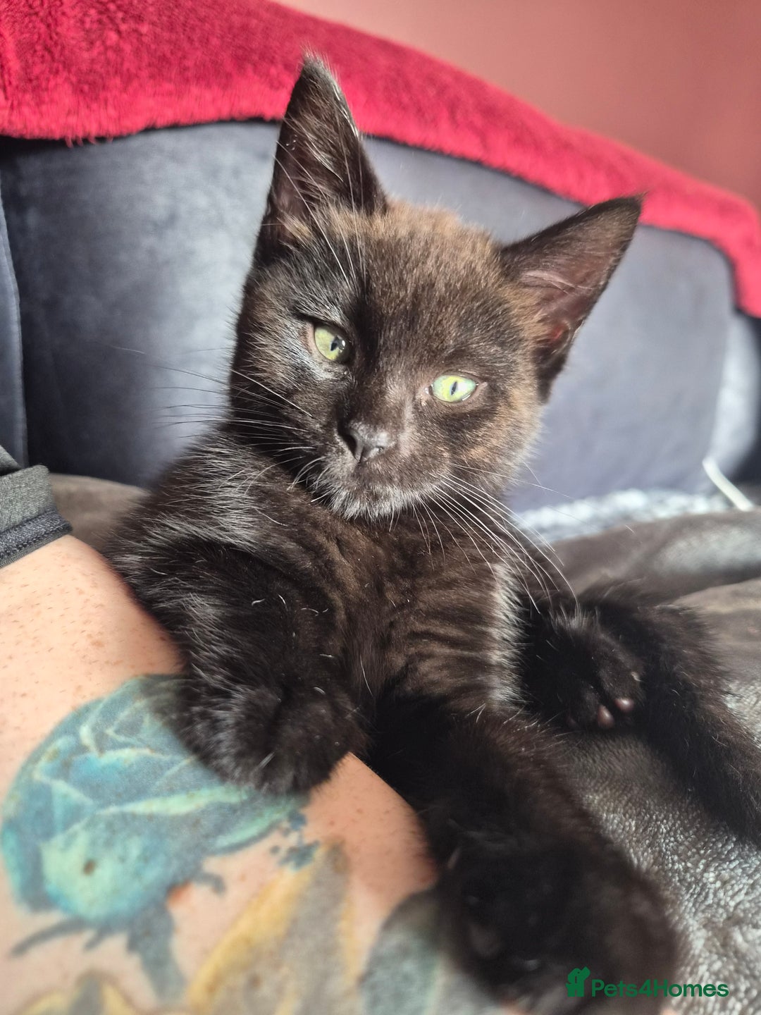 Mixed Breed cats for sale: Female Black Kittens - Image 2
