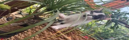 British Shorthair cats for sale: British Shorthair kittens - Advert 10