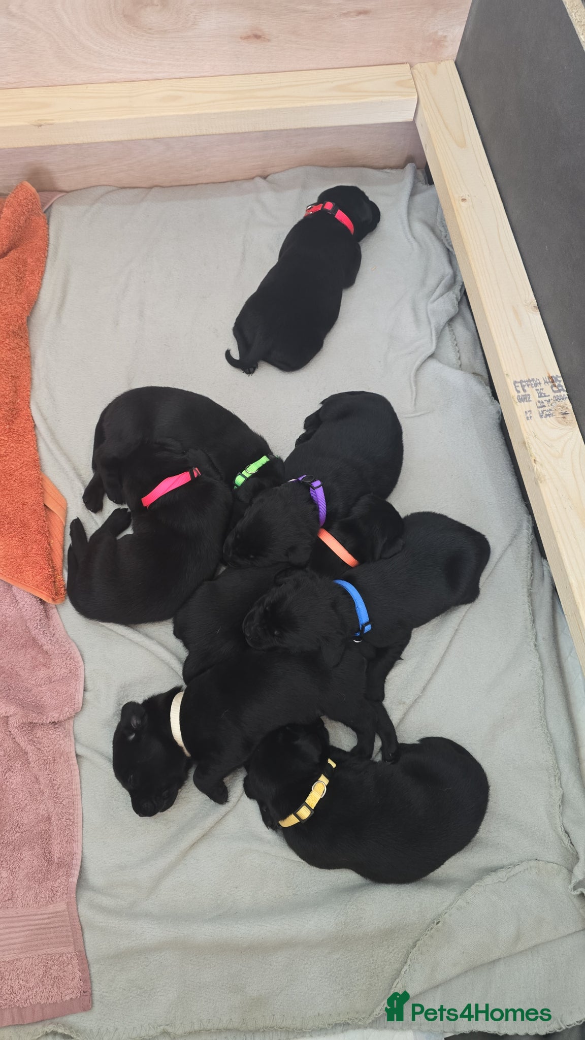 Labrador Retriever dogs 8 Beautiful black labrador puppies - Advert 4