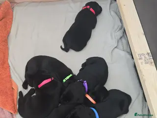 Labrador Retriever dogs 8 Beautiful black labrador puppies - Advert 4