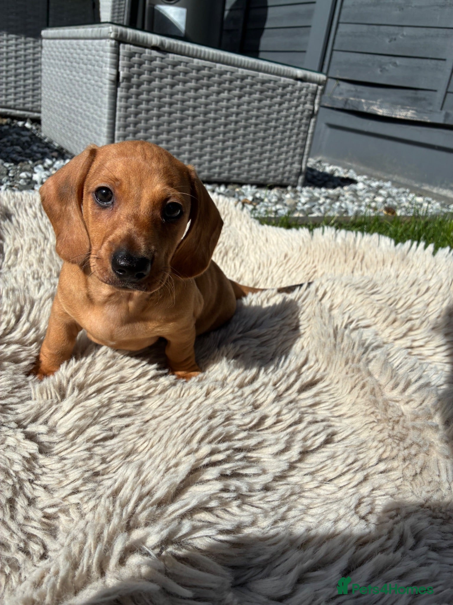 Miniature Dachshund dogs Miniature Dachshund  - Advert 2