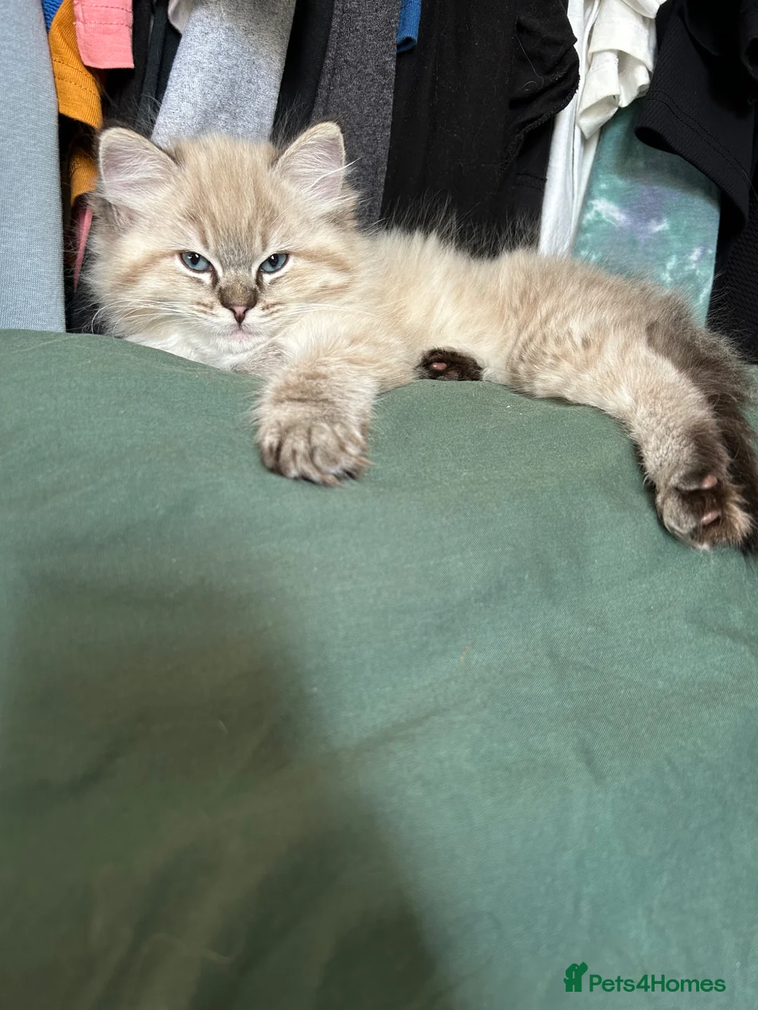 Ragdoll cats for sale: Full bread male ragdoll seal mink lynx - Advert 1
