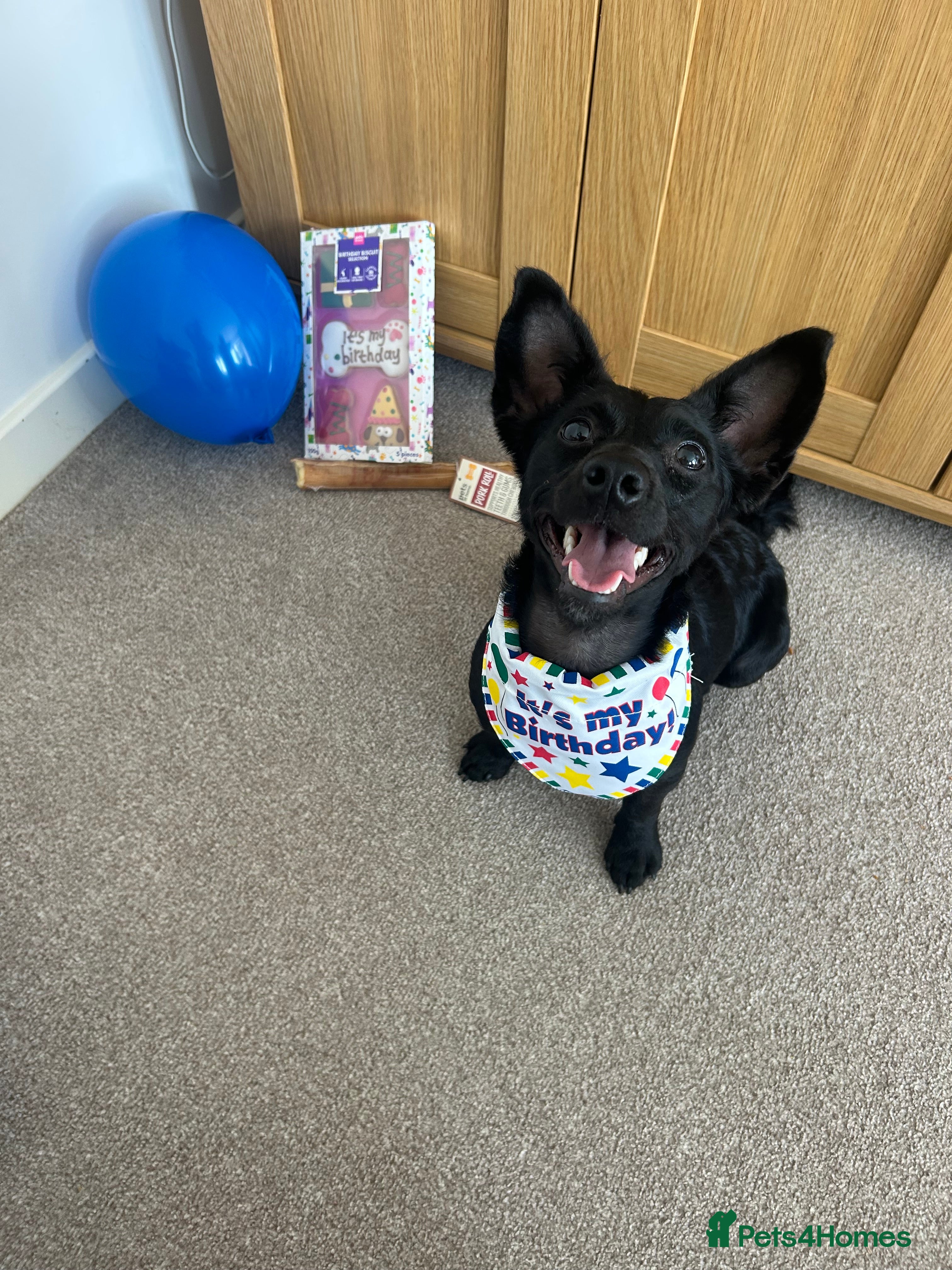 Jackapoo dogs Jackapoo looking for forever home  - Advert 7