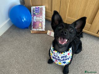 Jackapoo dogs Jackapoo looking for forever home - Advert 6