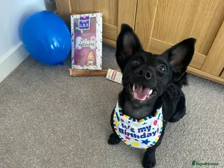 Jackapoo dogs Jackapoo looking for forever home - Advert 1