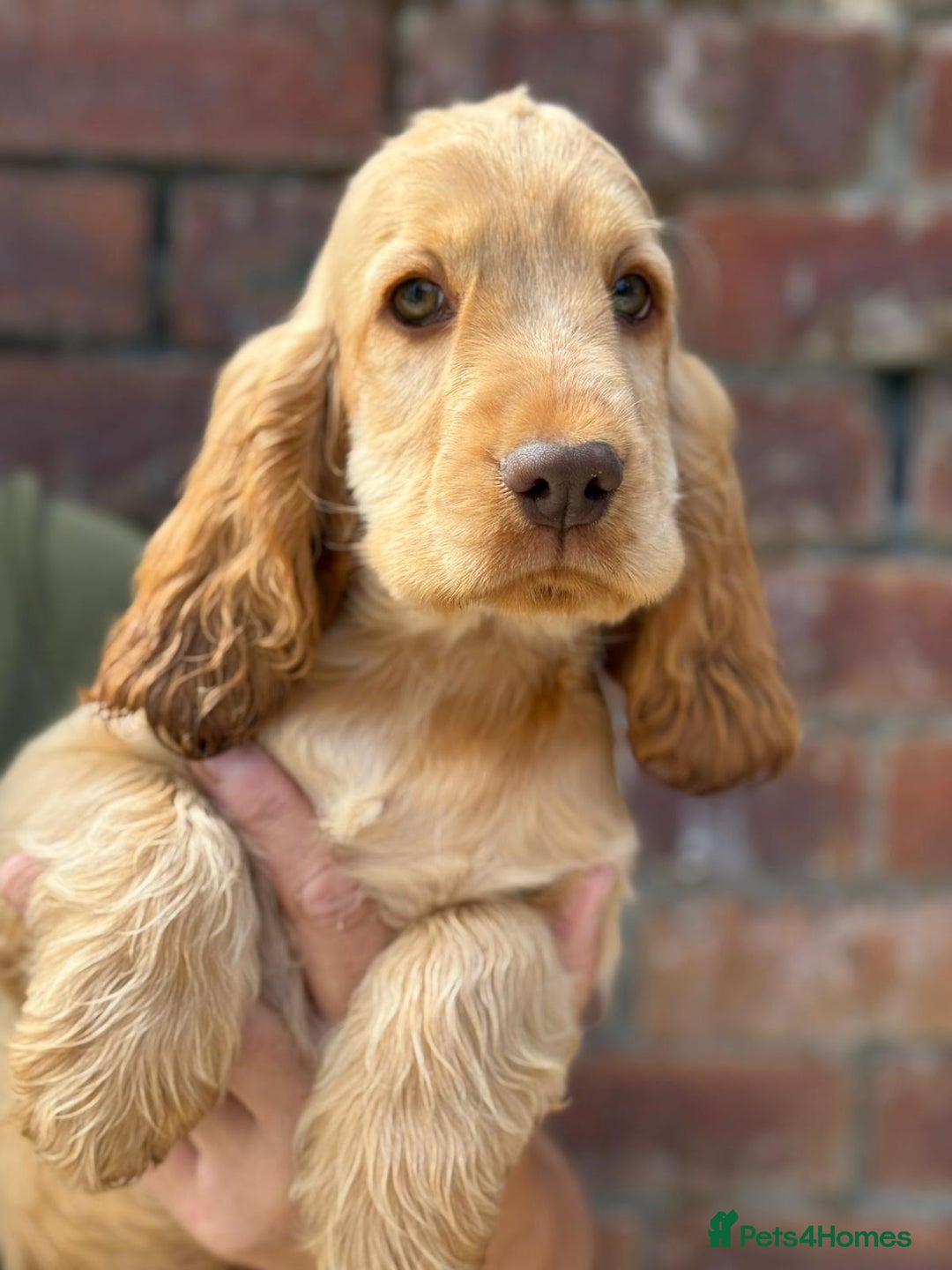 Cocker Spaniel dogs for sale: Show cocker spaniel in Bradford - Image 25