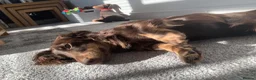Miniature Dachshund dogs for sale: Bruno  - Advert 5