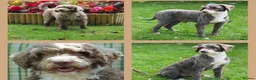 Labradoodle dogs for sale: Now Ready to reserve !  - Advert 9