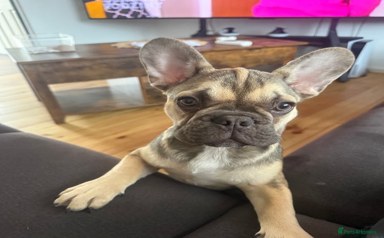 French Bulldog dogs - Advert 1