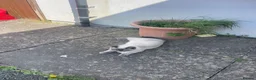 Ragdoll cats for sale: Siena  - Advert 2