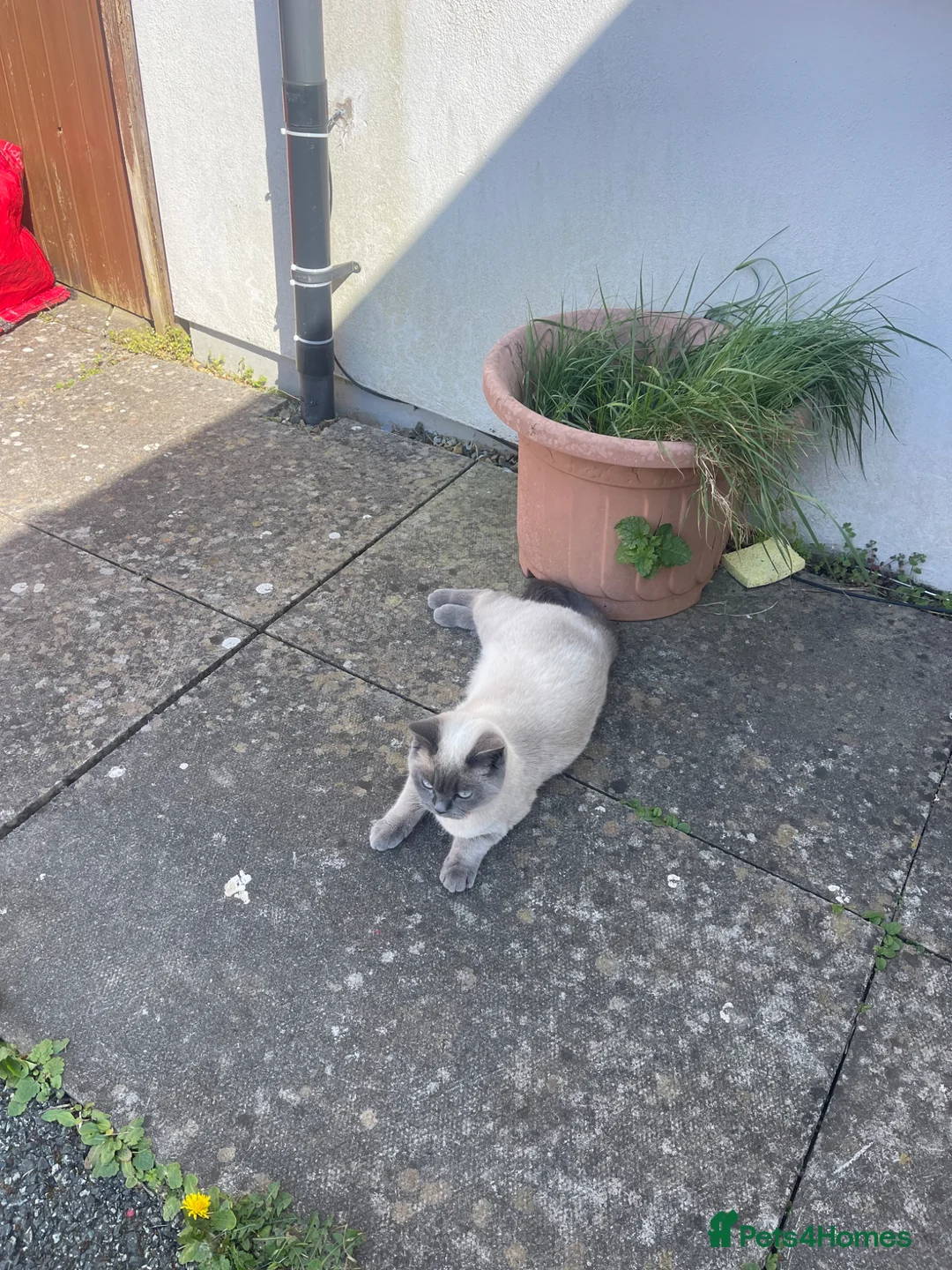 Ragdoll cats for sale: Siena  - Advert 2