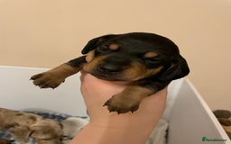 Miniature Dachshund dogs for sale: Miniature dachshund pups  - Image 11