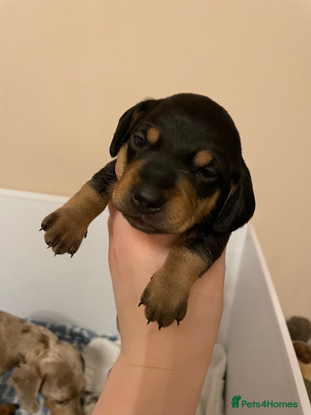 Miniature Dachshund dogs for sale: Miniature dachshund pups  - Image 11